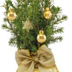 Zlatý vánoční stromek